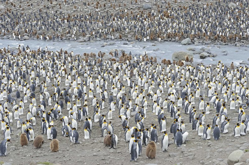 King Penguin Colony