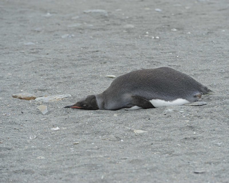 Melanistic King Penguin with Black Head