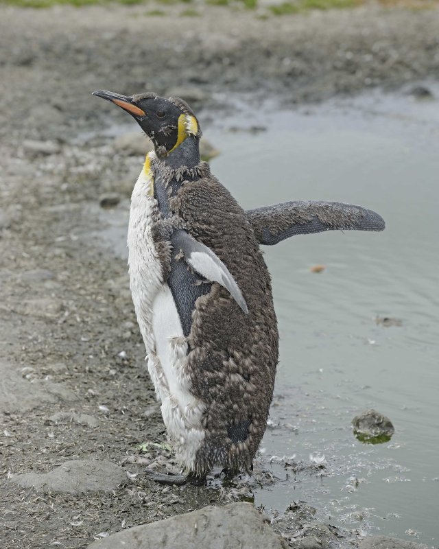 King Penguin Molting