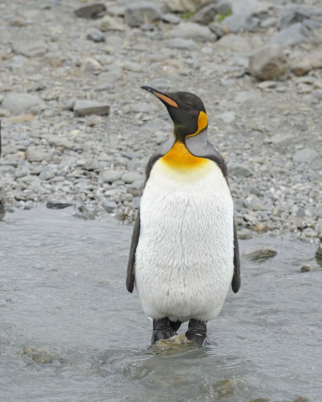 King Penguin Molting