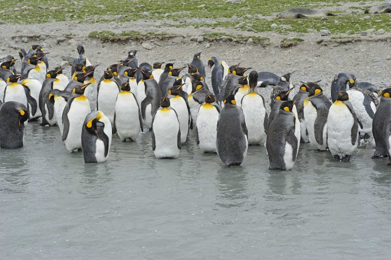 King Penguins Molting