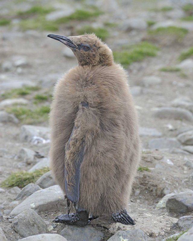 Oakum Boy King Penguin