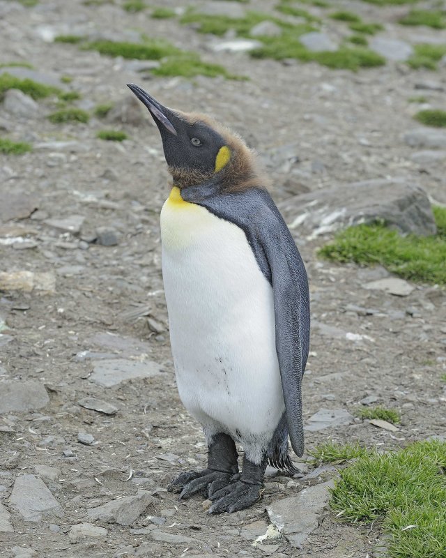 Oakum Boy King Penguin