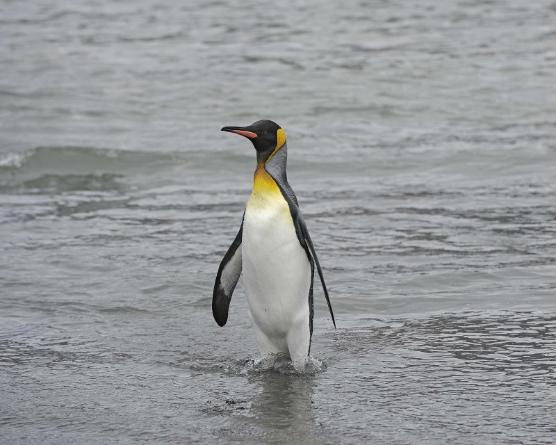King Penguin coming out of water