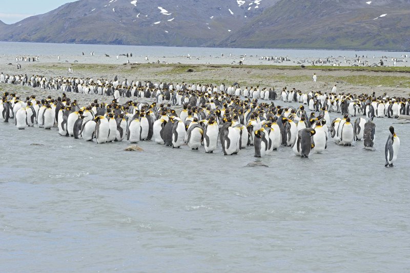 King Penguin Colony Molting