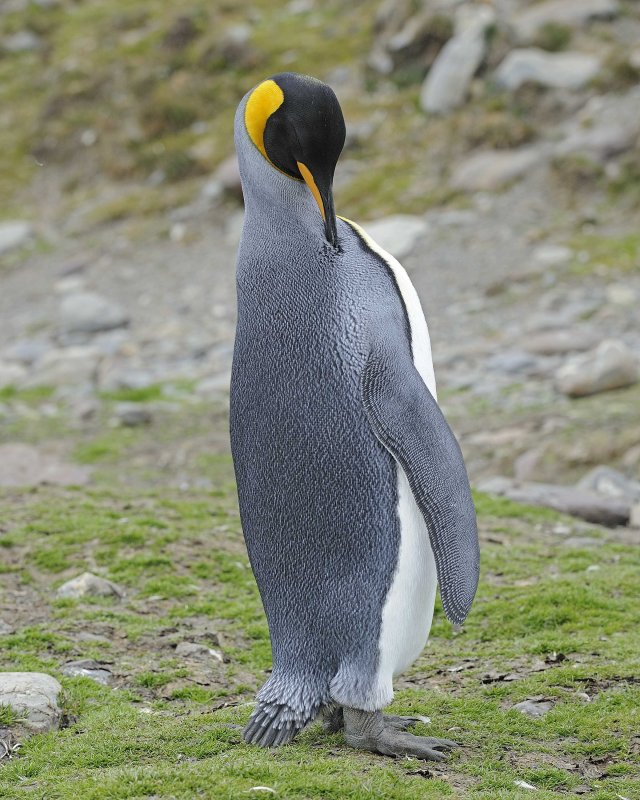 King Penguin