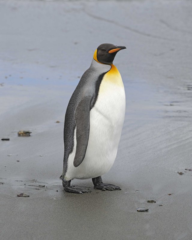 King Penguin