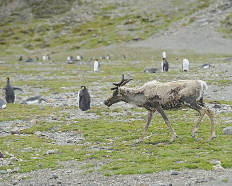 Reindeer