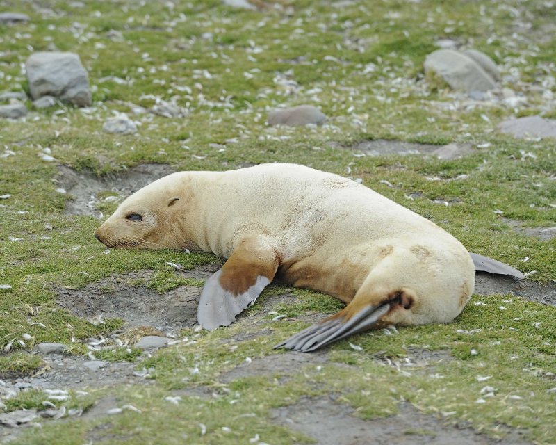 Blond Yearling Antarctic Fur Seal