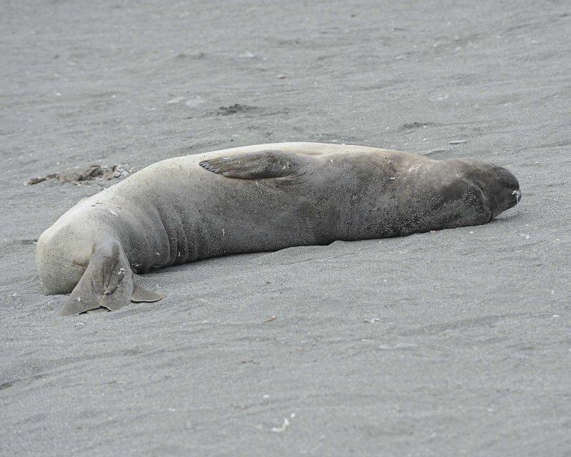 Southern Elephant Seal