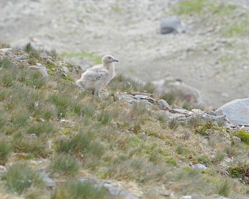 Brown Skua Chick