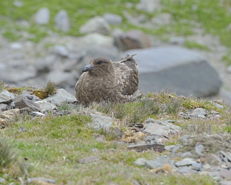 Brown Skua nesting