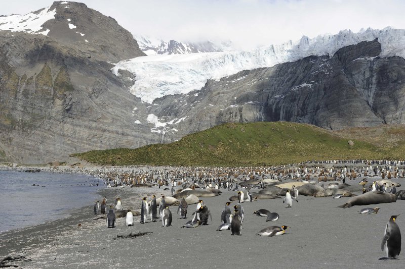 Bertrab Glacier and the King Penguin Colony