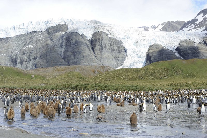 Bertrab Glacier and King Penguin Colony