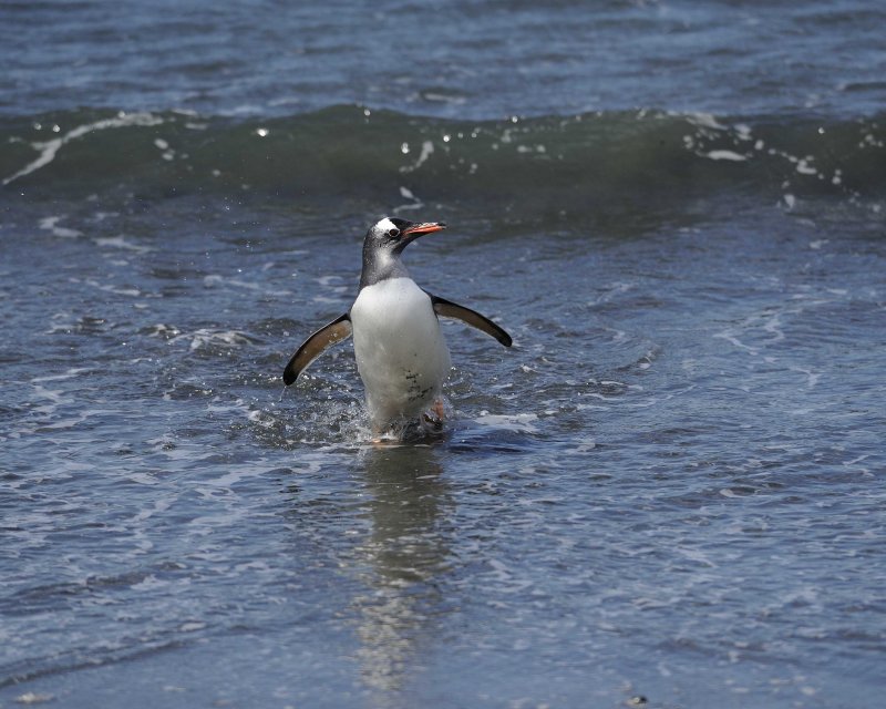Gentoo Penguin exiting the water