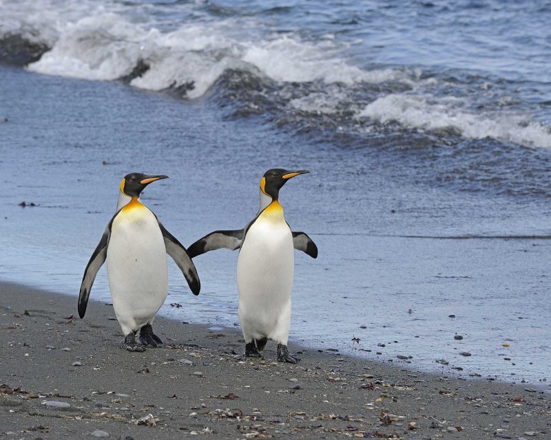 Two King Penguins coming out of the water