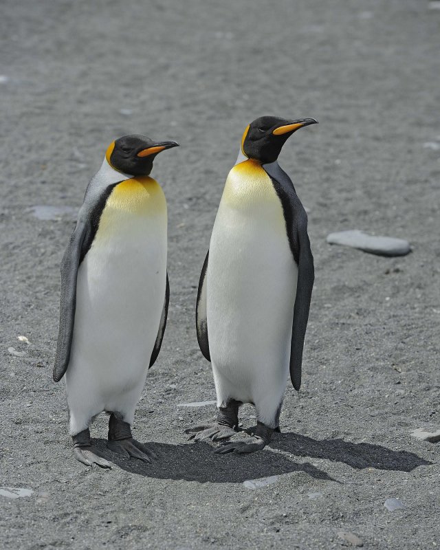 Two King Penguins