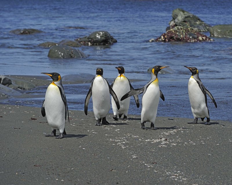 Five King Penguins