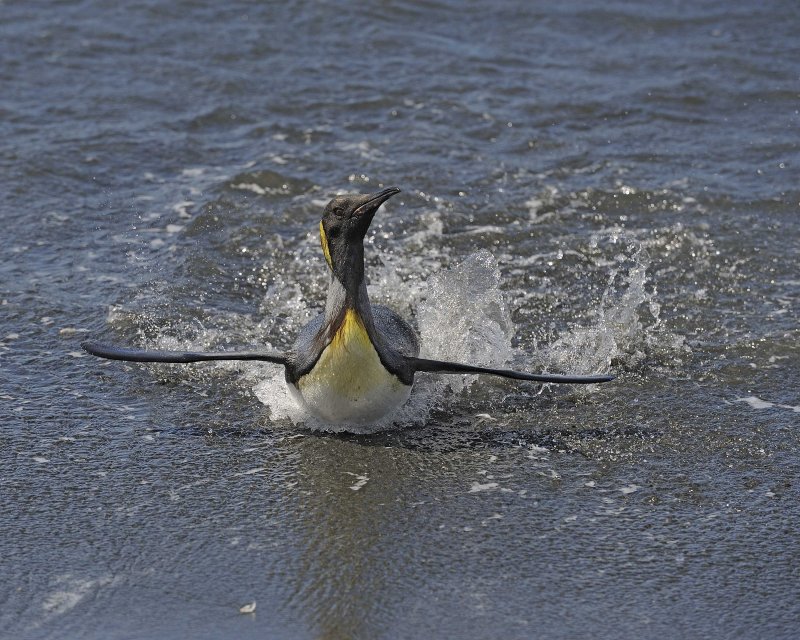 Oakum Boy King Penguin testing his swimming skills