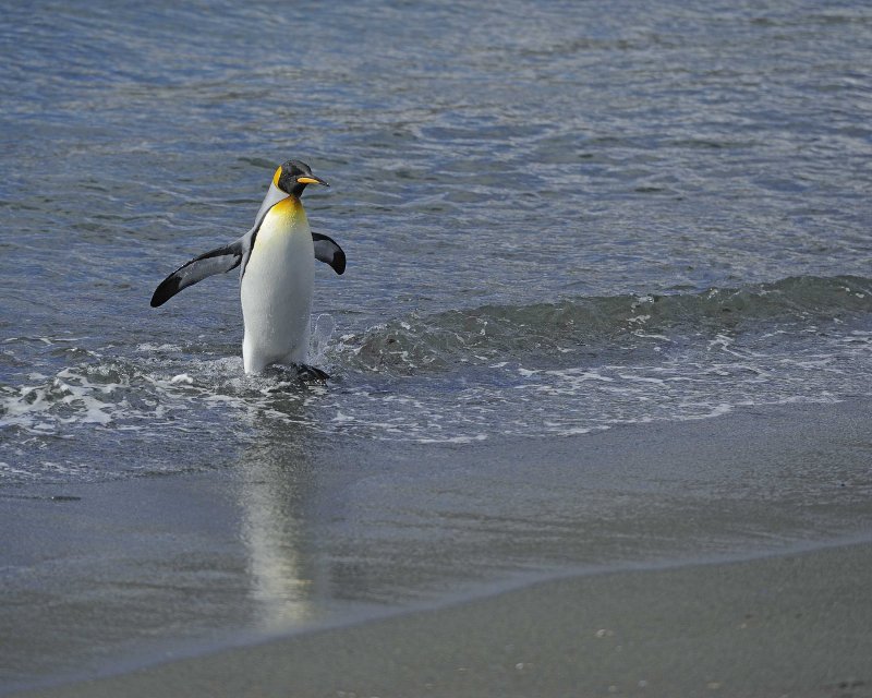 King Penguin coming out of the water