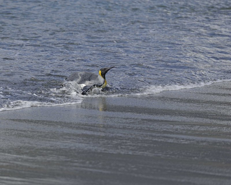  King Penguin coming out of the water