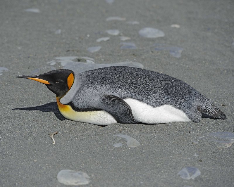 King Penguin laying on the sand
