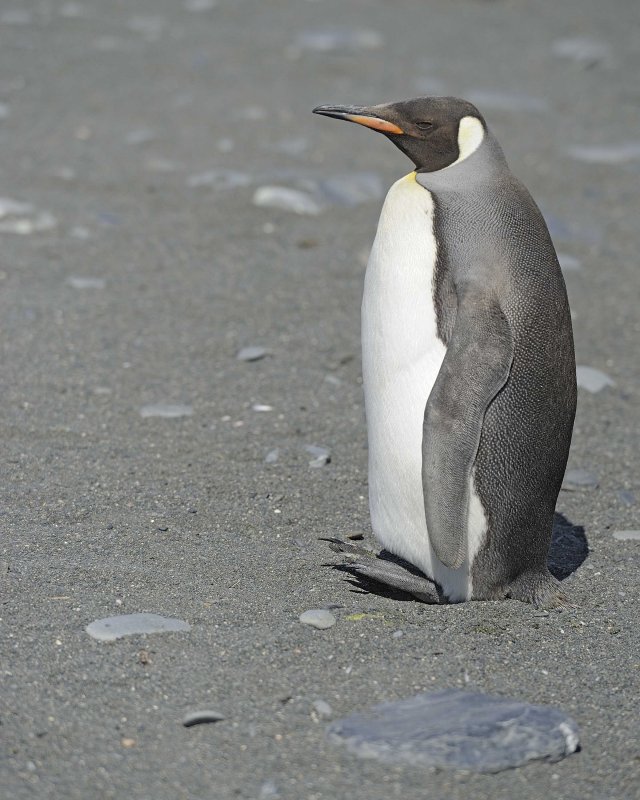 King Penguin