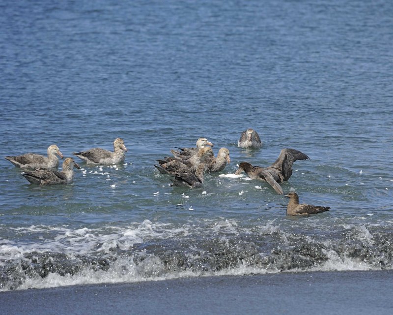 Southern Giant Petrels & Brown Skuas attacking Sheathbill