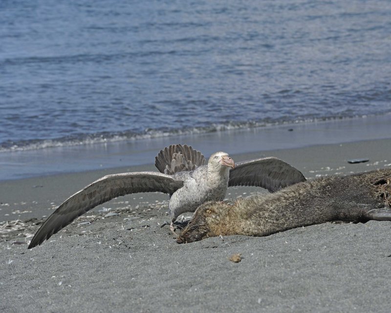 Southern Giant Petrel eating on a Seal carcass