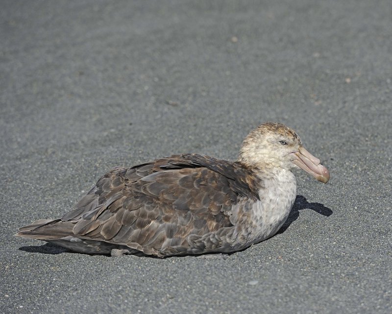 Southern Giant Petrel