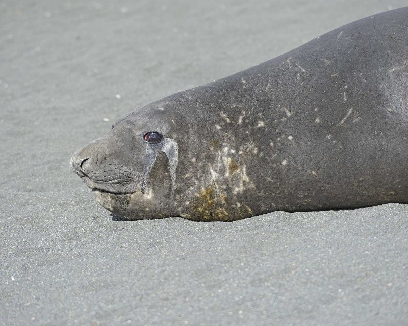 Southern Elephant Seal