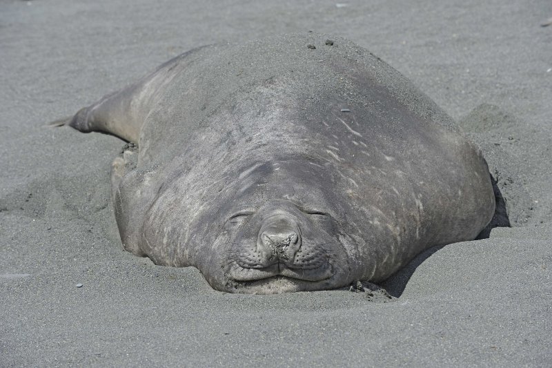 Southern Elephant Seal