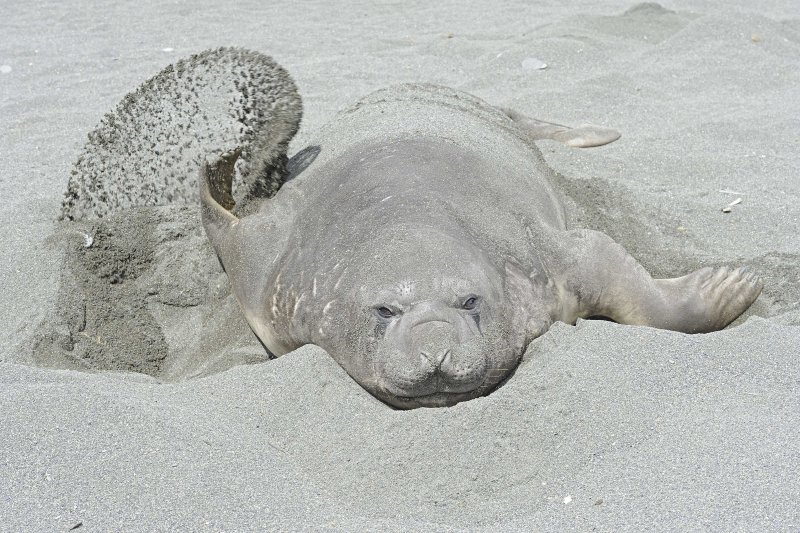 Southern Elephant Seal