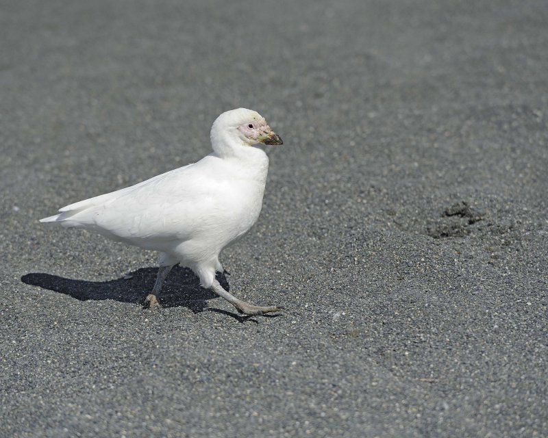 Sheathbill