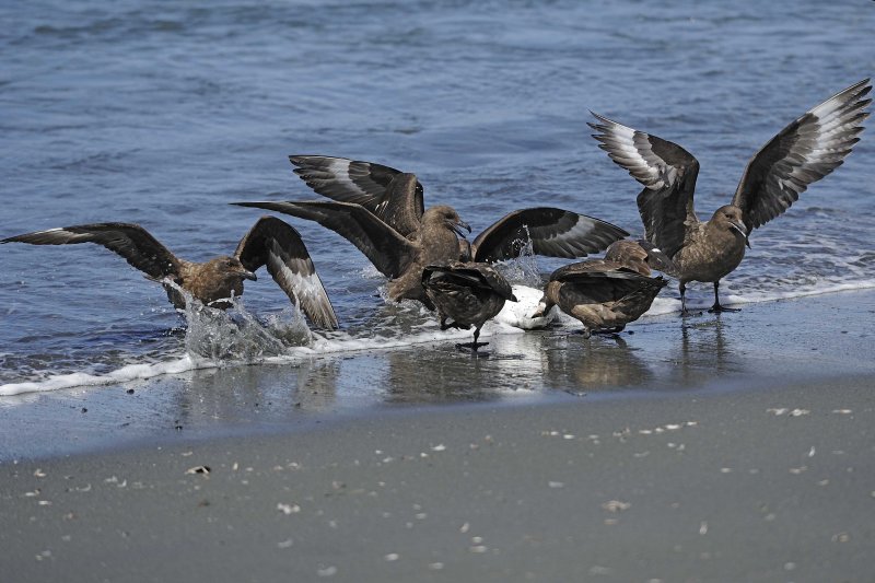 Brown Skuas attacking Sheathbill