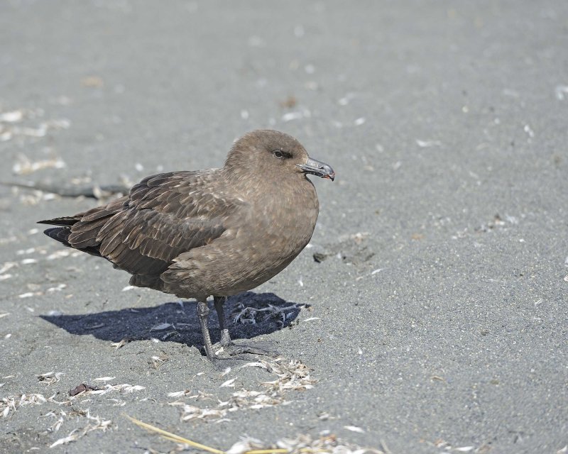 Brown Skua