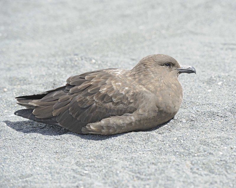 Brown Skua