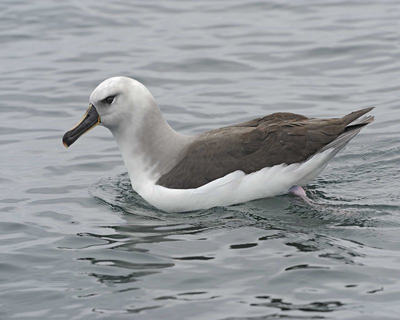 Grey-headed Albatross
