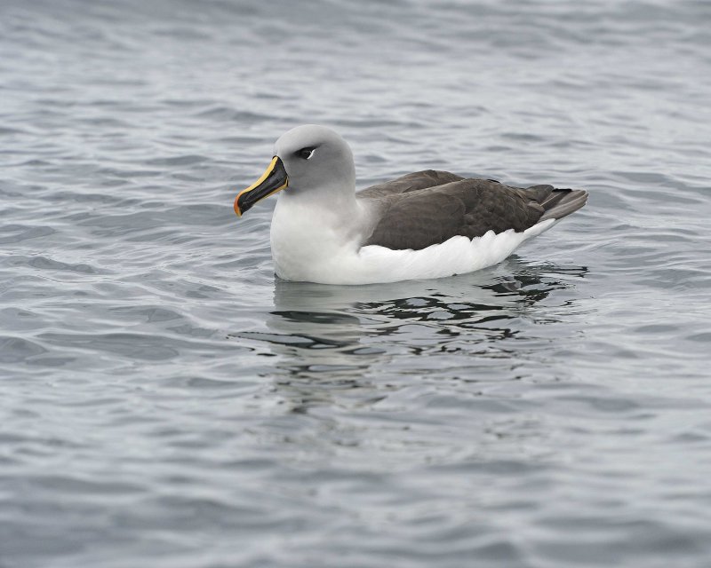 Grey-headed Albatross