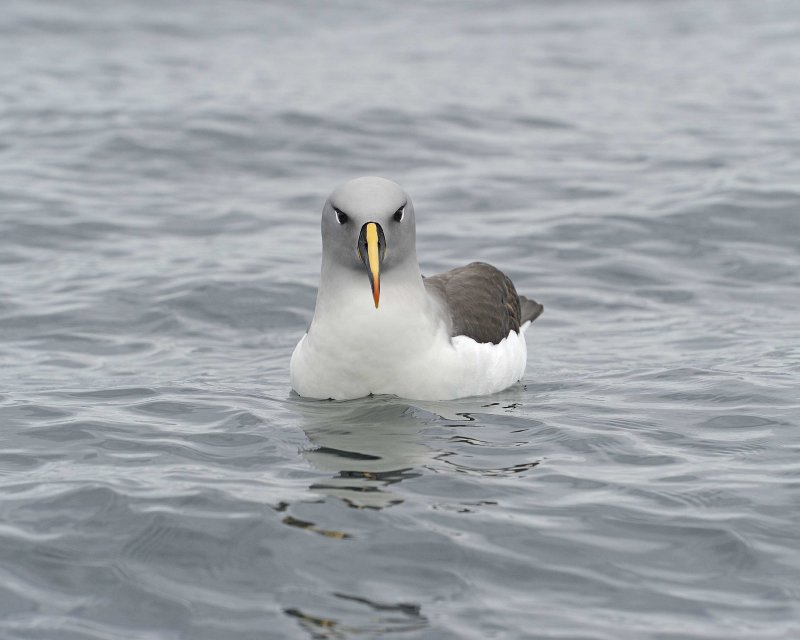 Grey-headed Albatross