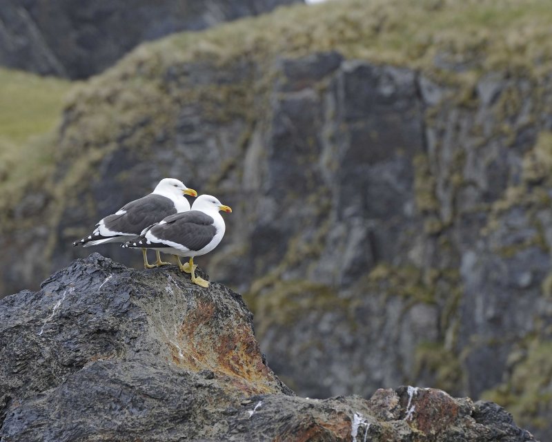 Two Kelp Gulls