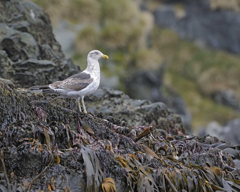 Juvenile Kelp Gull