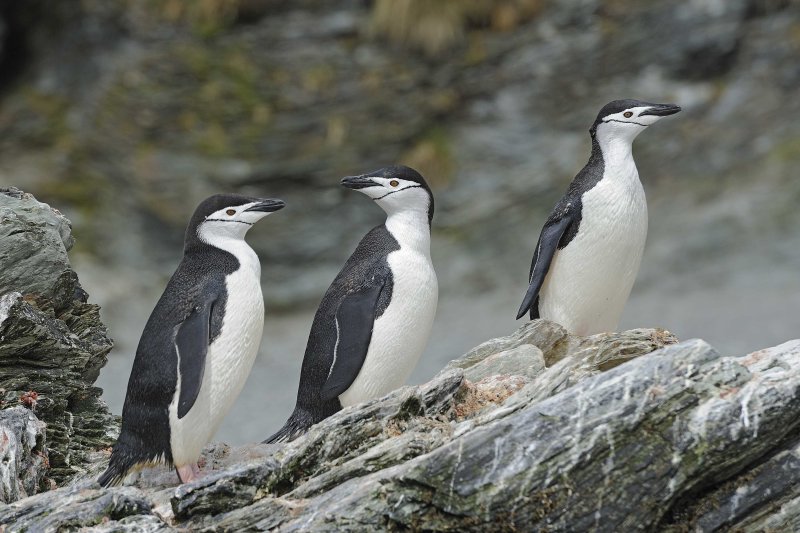 Three Chinstrap Penguins