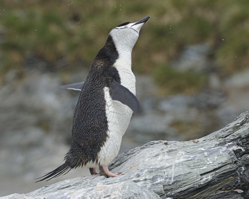 Chinstrap Penguin shaking off water