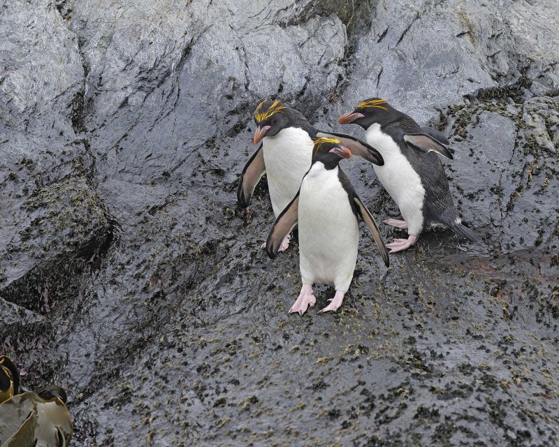 Three Macaroni Penguins
