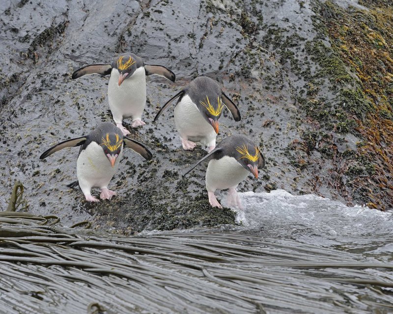 Four Macaroni Penguins