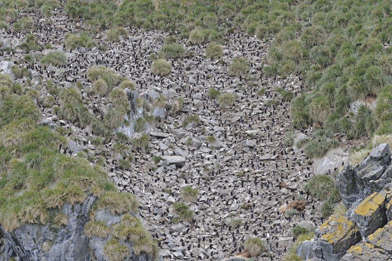 Macaroni Penguin Colony