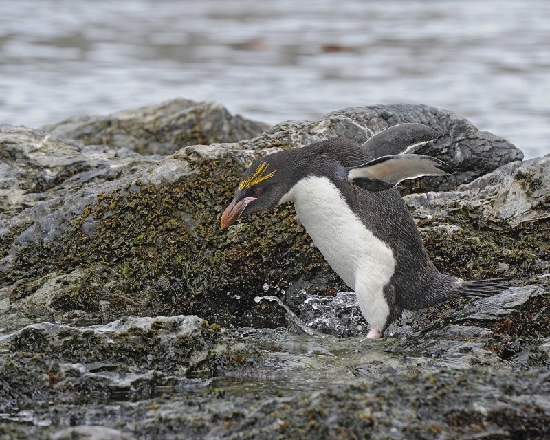 Macaroni Penguin coming out of the water