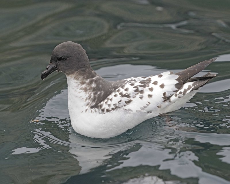 Cape Petrel
