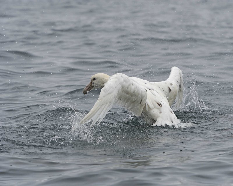 Southern Giant Petrel - White Nellie